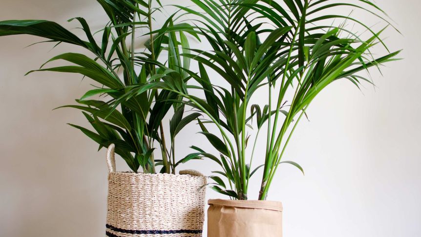 PLANTAS QUE PURIFICAN EL AIRE CARACTERÍSTICAS
