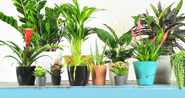 PLANTAS QUE PURIFICAN EL AIRE CARACTERÍSTICAS