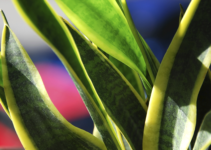 PLANTAS QUE PURIFICAN EL AIRE EN TU HOGAR