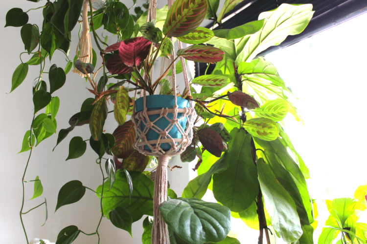 PLANTAS PURIFICADORA COLGANTE