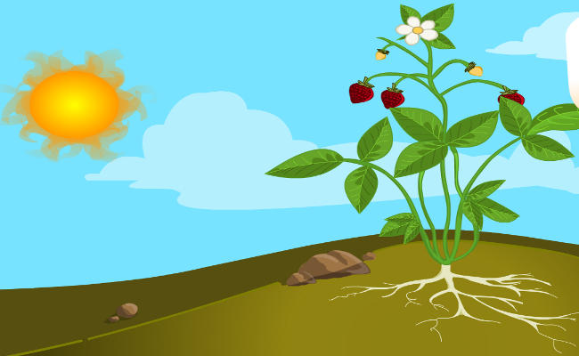 PROCESO DE FOTOSÍNTESIS DE LAS PLANTAS