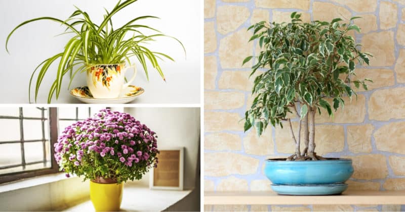 PLANTAS DECORATIVAS