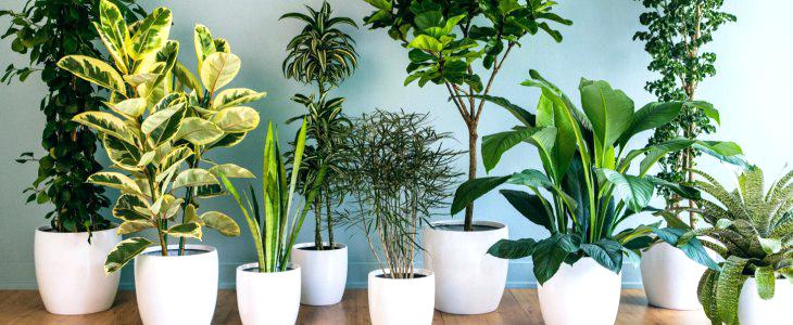 PLANTAS QUE PURIFICAN EL AIRE CARACTERÍSTICAS