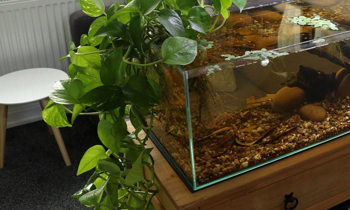 PLANTAS QUE PURIFICAN EL AIRE CARACTERÍSTICAS