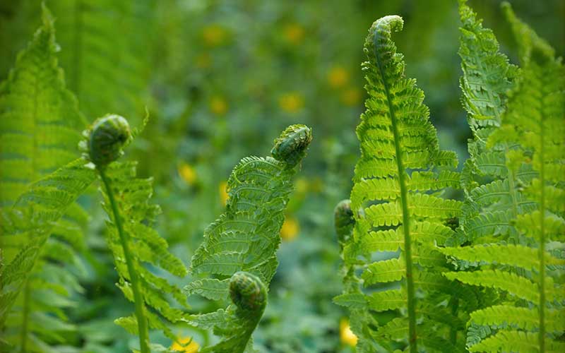 FOTOSÍNTESIS DE LAS PLANTAS