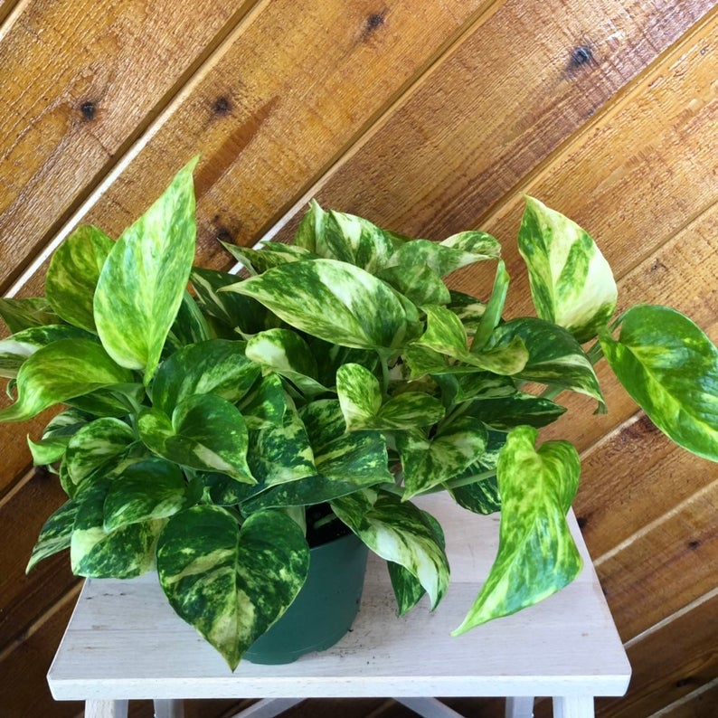 PLANTAS QUE PURIFICAN EL AIRE