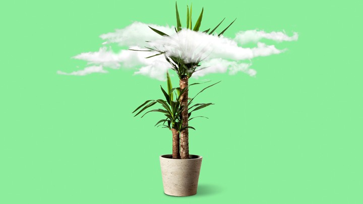 PLANTAS QUE PURIFICAN EL AIRE CARACTERÍSTICAS