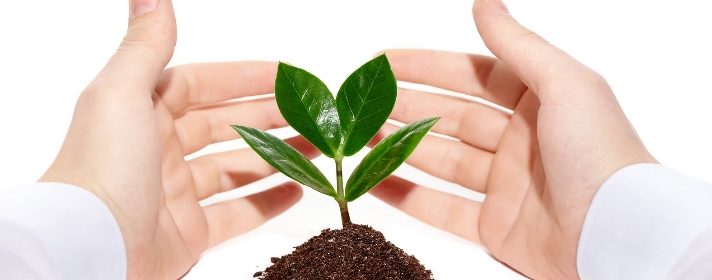 PROCESO DE FOTOSÍNTESIS DE LAS PLANTAS