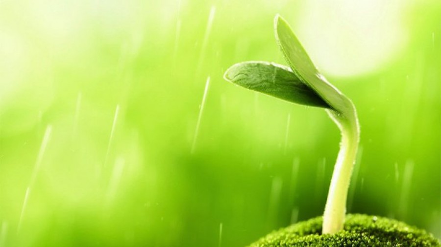 PROCESO DE FOTOSÍNTESIS DE LAS PLANTAS