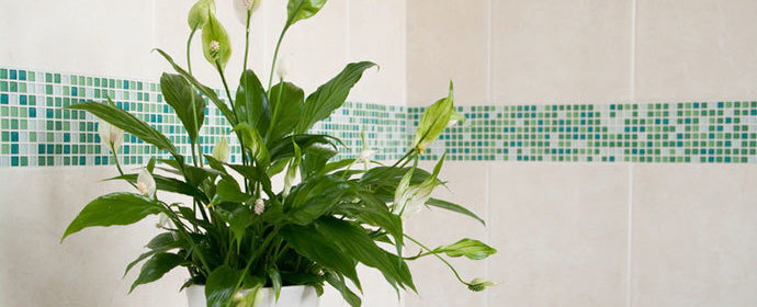 PLANTAS QUE PURIFICAN EL AIRE