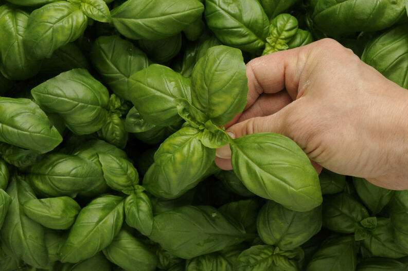 albahaca