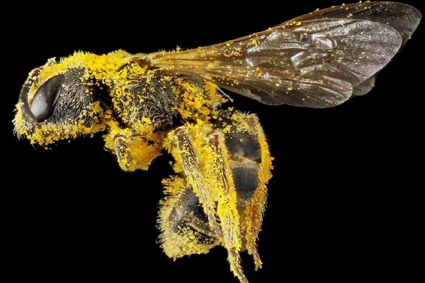 Polinización por medio de las abejas 