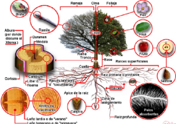 Características de los árboles