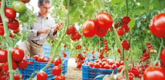 plantar tomates en casa