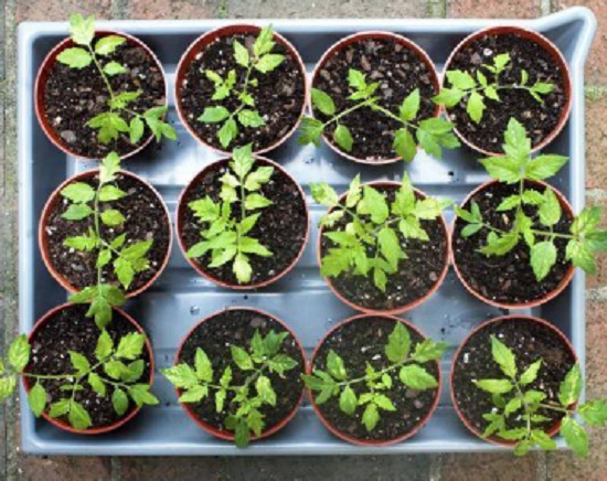 plantar tomates en casa