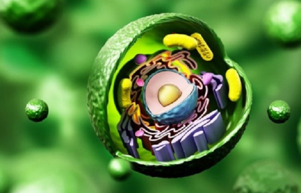 La célula vegetal partes
