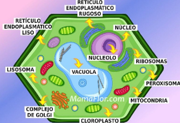 La célula vegetal partes
