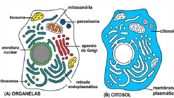Las células eucariotas y procariotas