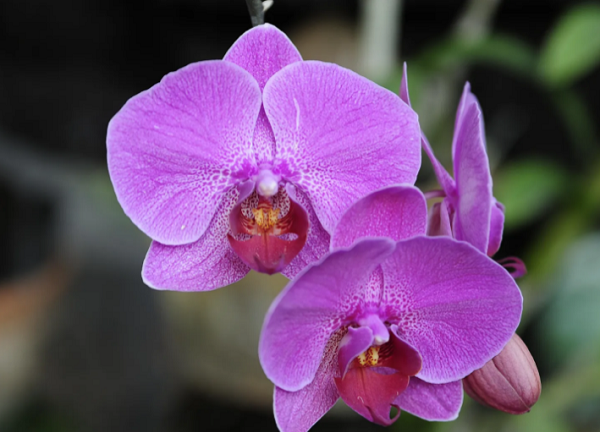 Todo sobre las orquídeas terrestres