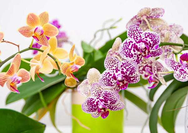 Todo sobre las orquídeas terrestres