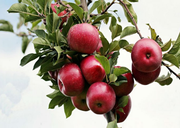 Cómo cultivar manzanas en casa
