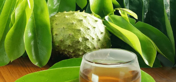 Té De Hojas De Guanabana Y Sus Beneficios Para La Salud