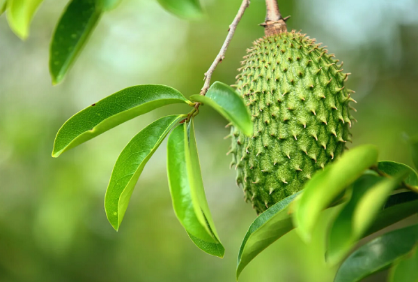 Té De Hojas De Guanabana Y Sus Beneficios Para La Salud 