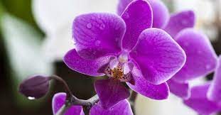 hacer que la orquídea vuelva a florecer