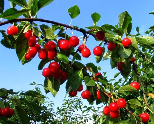El fruto sirve de alimento para los seres vivos y protege a las semillas