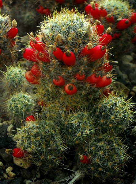 Este cactus espinoso no puede faltar en tu -jardín-secano