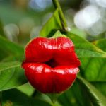 Psychotria Elata