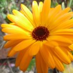 calendula