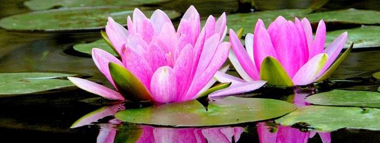 como cultivar una flor de loto