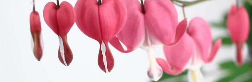 cómo cultivar la planta corazón sangrante