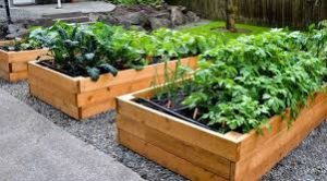 plantas del mundo