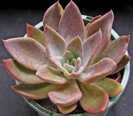 Un buen suelo drenado y suficiente luz solar es lo que necesita esta planta