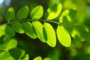 plantas