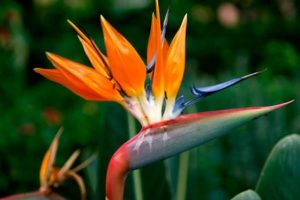 sembrar flor ave paraíso en casa