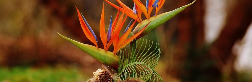sembrar flor ave paraíso en casa