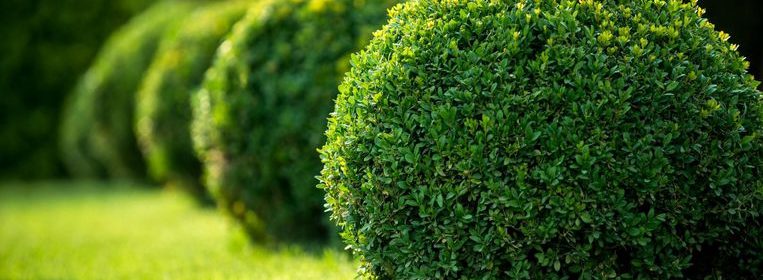 plantas herbaceas