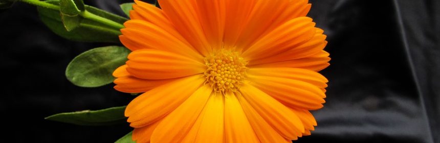para que sirve la calendula