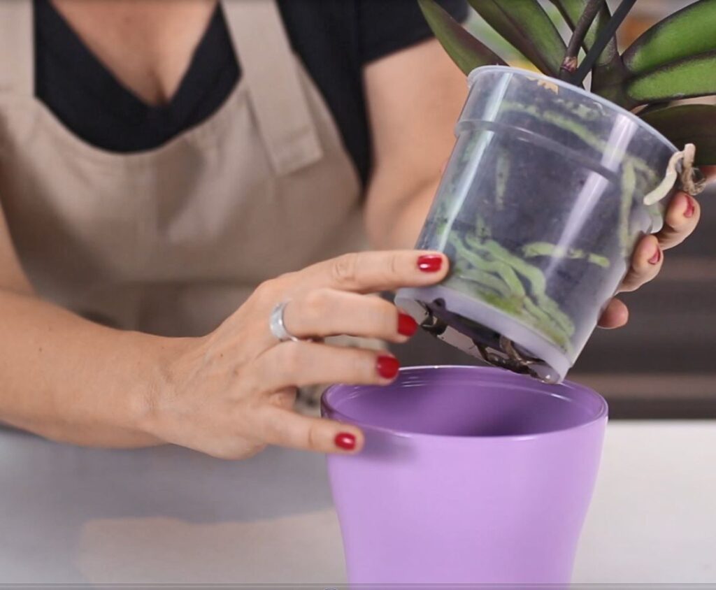 hacer que la orquídea vuelva a florecer