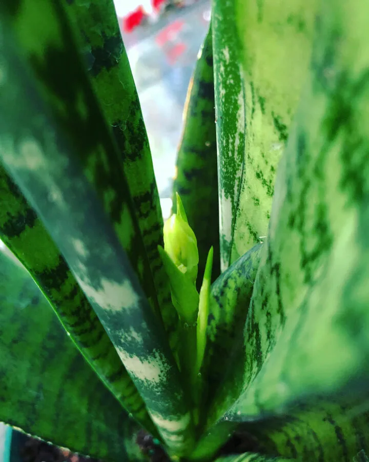 Secreto Para Hacer Florecer Las Plantas De Serpiente
