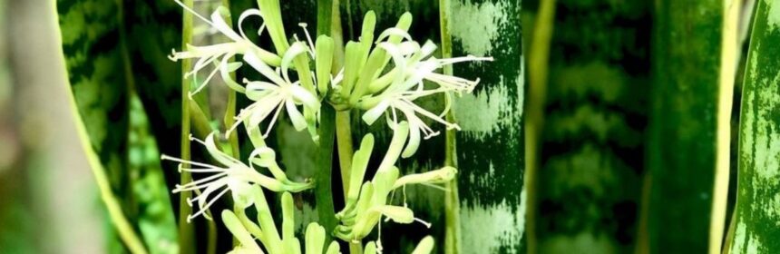 Hacer Florecer Las Plantas De Serpiente