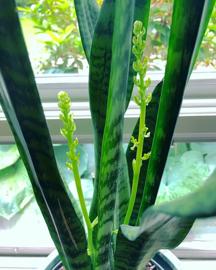 Secreto Para Hacer Florecer Las Plantas De Serpiente