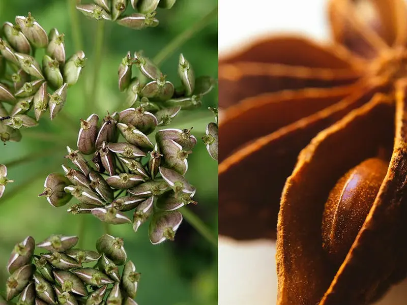 cultivar anís estrellado