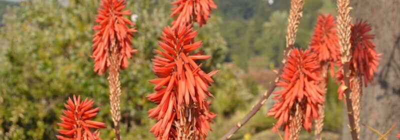 planta de aloe florezca