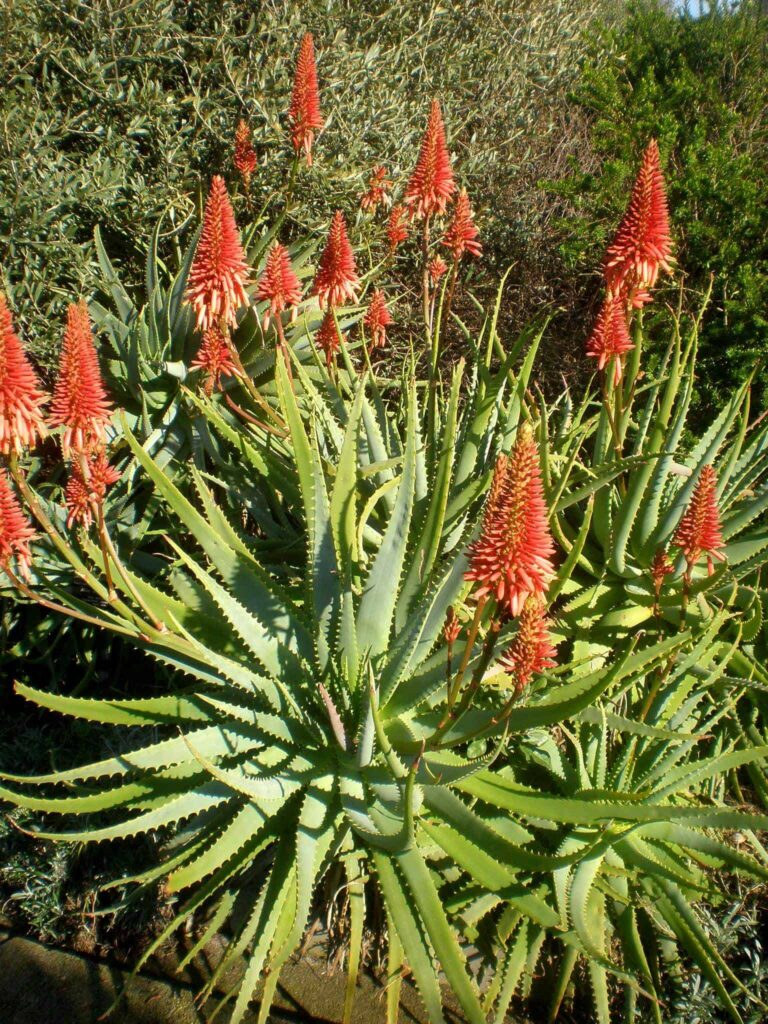 planta de aloe florezca