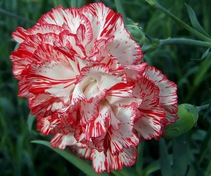 Clavel 】 Definición, Tipos, Clasificación, Cuidados Y Reproducción 2019