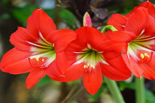 Las Plantas Que Tienen Flores Se Llaman Angiospermas Las Angiospermas ...